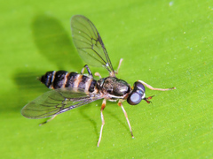 Merosargus