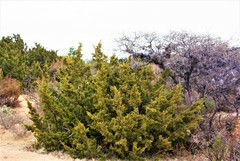 Juniperus saltillensis