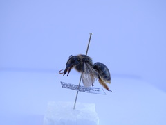 Xylocopa cantabrita