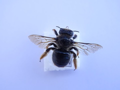 Xylocopa cantabrita