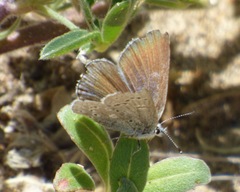 Icaricia icarioides parapheres