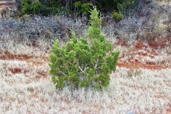 Juniperus saltillensis