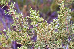 Juniperus saltillensis