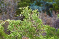 Juniperus saltillensis