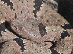 Crotalus lepidus klauberi