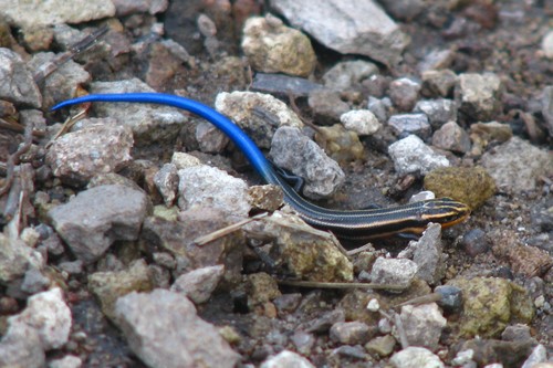 Many-lined Skink