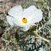 Southwestern Prickly Poppy - Photo (c) CK Kelly, some rights reserved (CC BY), uploaded by CK Kelly