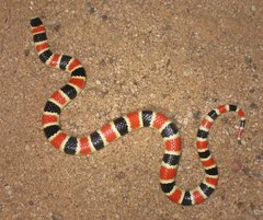 Sonora palarostris