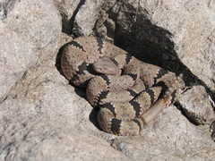Crotalus lepidus klauberi