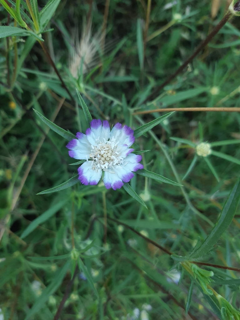 Lomelosia hispidula