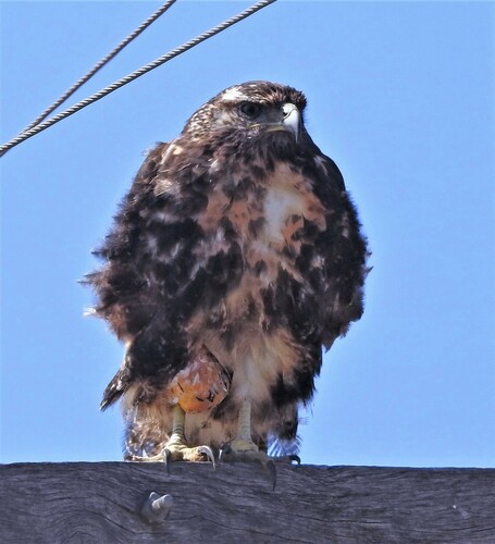 Black-chested Buzzard-eagle