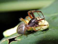 Trachelas volutus