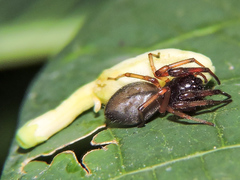Trachelas volutus