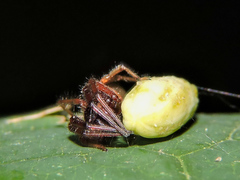 Trachelas volutus