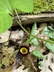 Aristolochia steupii, photograph Наталья Пикалова, CC BY, iNaturalist via GBIF