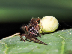 Trachelas volutus
