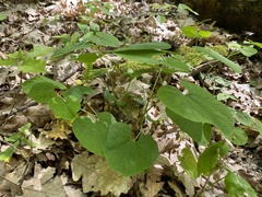 Aristolochia steupii, photograph Наталья Пикалова, CC BY, iNaturalist via GBIF