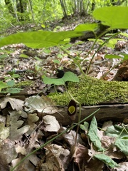 Aristolochia steupii, photograph Наталья Пикалова, CC BY, iNaturalist via GBIF