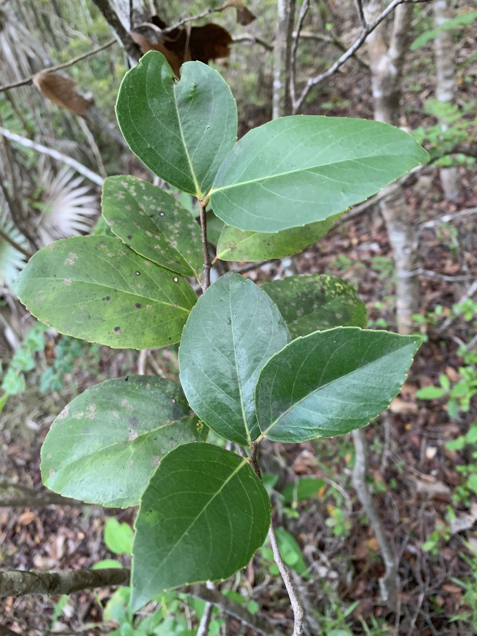 Xylosma pachyphylla