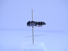 Colpa quinquecincta