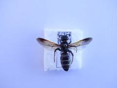 Colpa quinquecincta