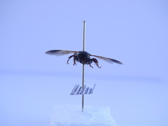 Colpa quinquecincta
