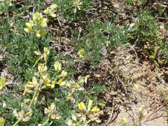 Icaricia icarioides parapheres
