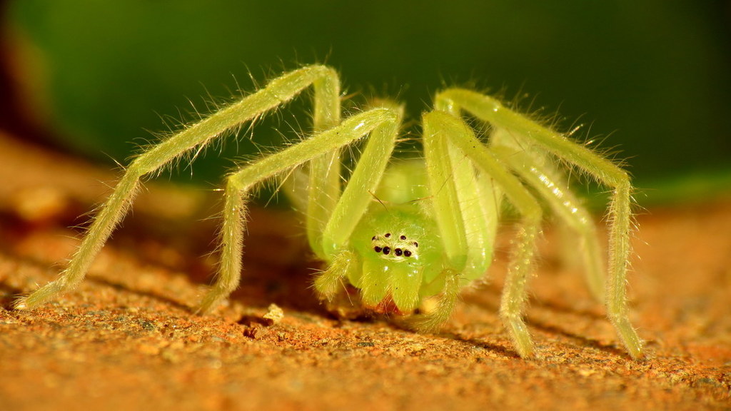 Huntsman Spiders Terrestrial Arthropods Of Saudi Arabia · Inaturalist 9052