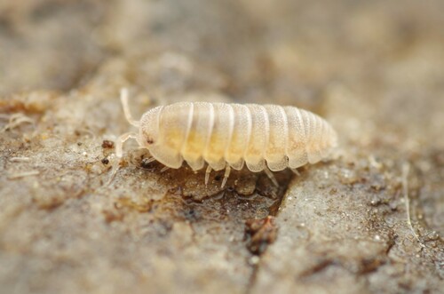 Sphaerobathytropa ribauti