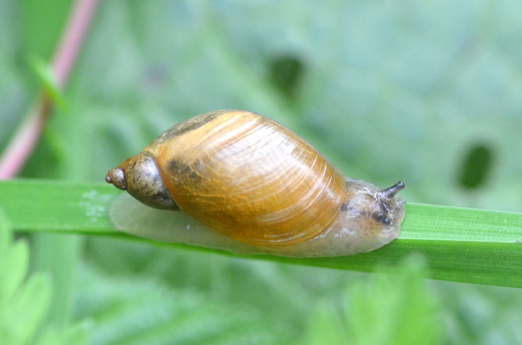Common European Ambersnail (Molluscs of Sliacske travertiny) · iNaturalist