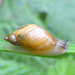 Common European Ambersnail - Photo (c) Vlad Proklov, some rights reserved (CC BY-NC)