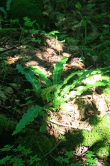 Asplenium scolopendrium americanum