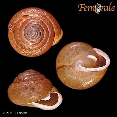 Proud Globe Snail