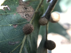 Cynips multipunctata