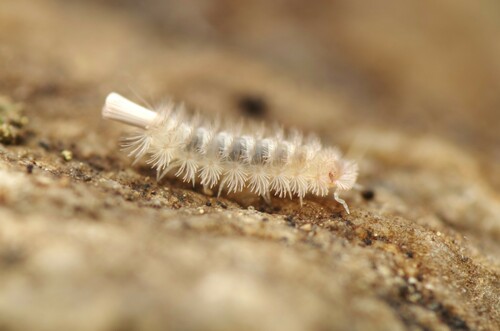 Lophoproctus lucidus