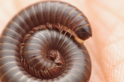 Cylindroiulus chalandei