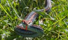 Thamnophis sirtalis tetrataenia