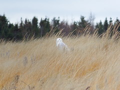Bubo scandiacus image