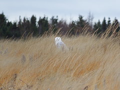 Bubo scandiacus image