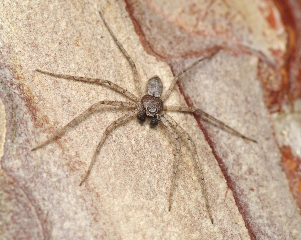 Philodromus parietalis