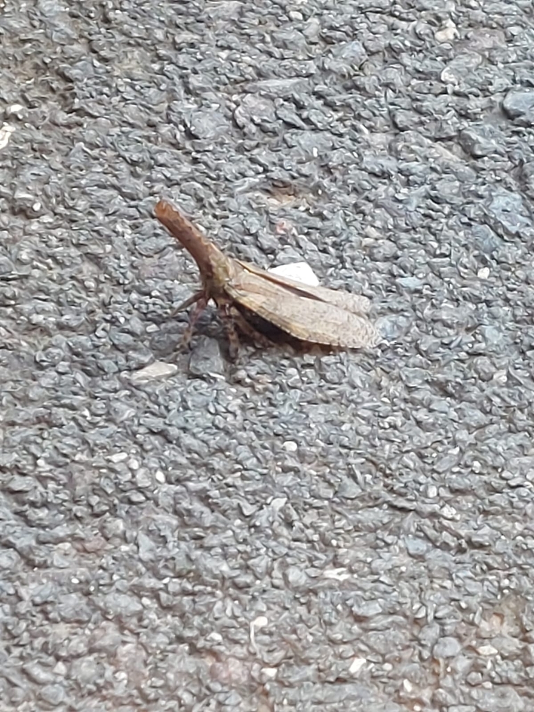 Zanna tenebrosa