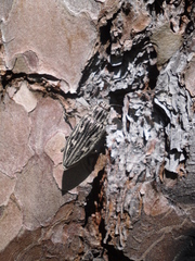Chalcophora mariana