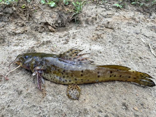Largemouth catfish (Notoglanidium macrostoma) — Claroteidae — 2