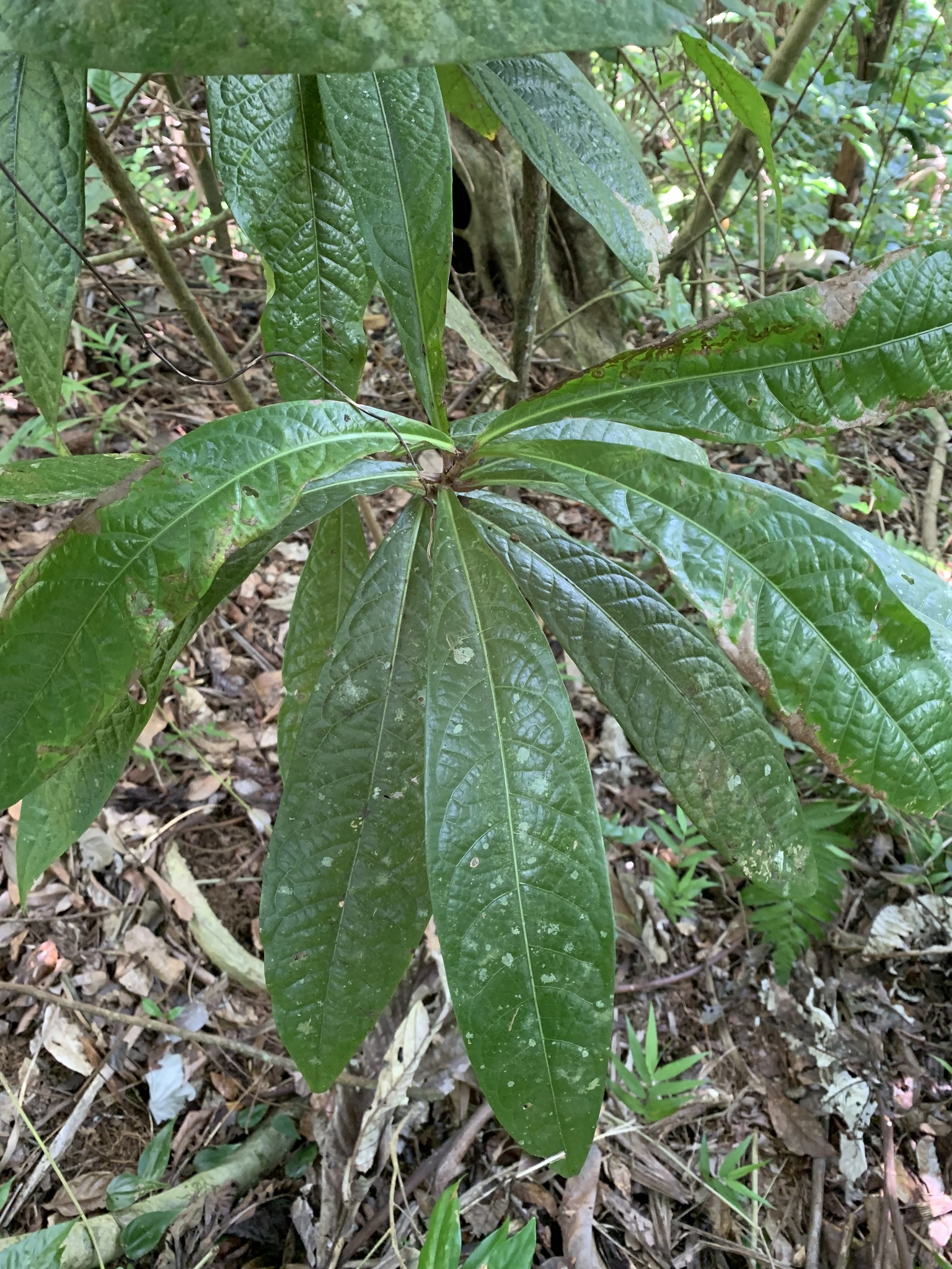 Aniba bracteata