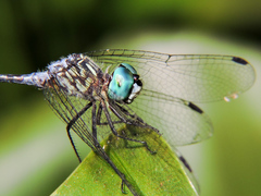 Micrathyria ocellata