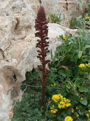 Orobanche sanguinea