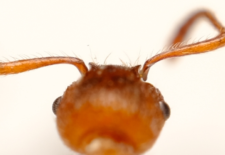 Myrmica spinosior