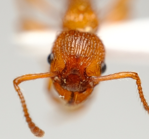 Myrmica spinosiorMyrmica spinosior
