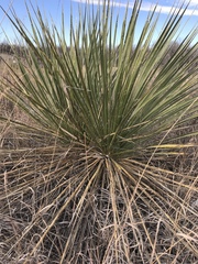 Yucca campestris