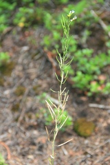Boechera stricta